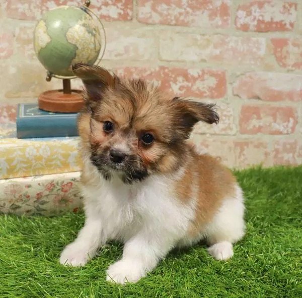 Female Havapom puppy for sale at Waggles Dayton.