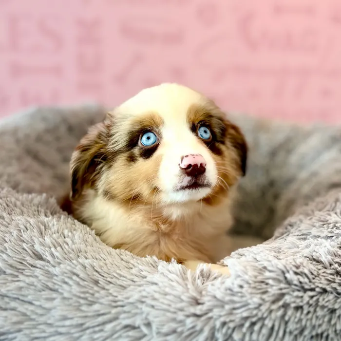 Male Mini Aussie puppy named Henry for sale at Waggles Dayton.