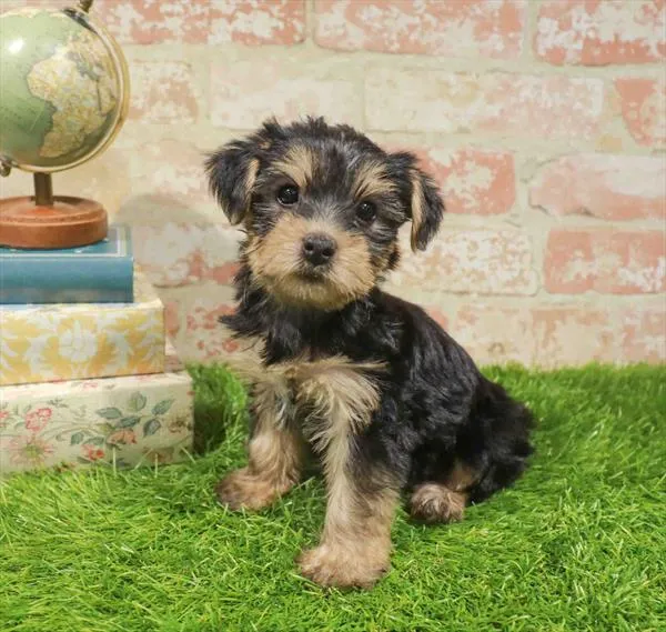 Female Yorkie puppy named Snickerdoodle for sale at Waggles Dayton.