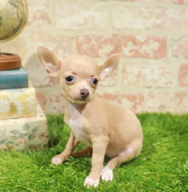 Female Chihuahua puppy named Candy for sale at Waggles Dayton.