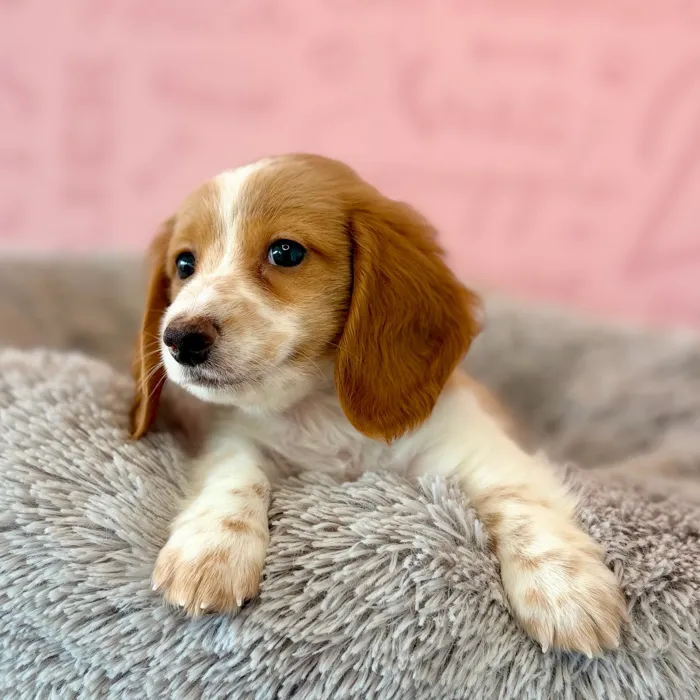 Male Dachshund puppy named Candy Corn for sale at Waggles Dayton.