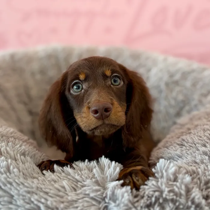 Male Dachshund puppy named Knox for sale at Waggles Dayton.