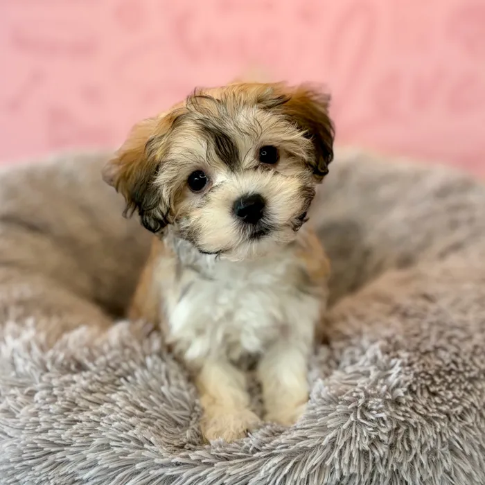 Female Maltese-Havanese puppy named Boo for sale at Waggles Dayton.
