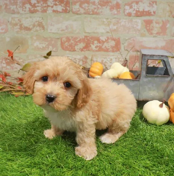 Male Cockapoo puppy named Pumpkin Pie for sale at Waggles Dayton.