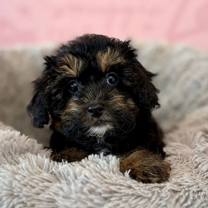 Male Havapoo puppy named Abe for sale at Waggles Dayton.
