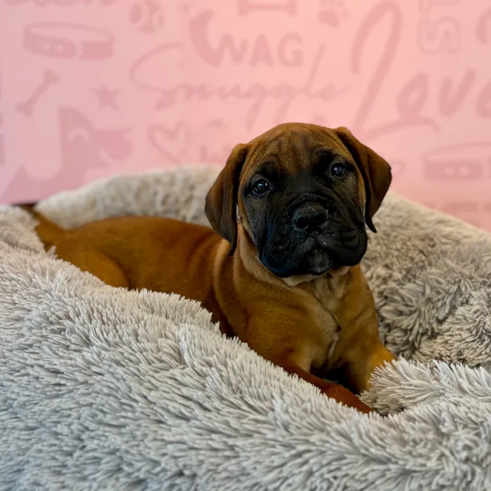 Female Bullmastiff puppy named Nana for sale at Waggles Dayton.