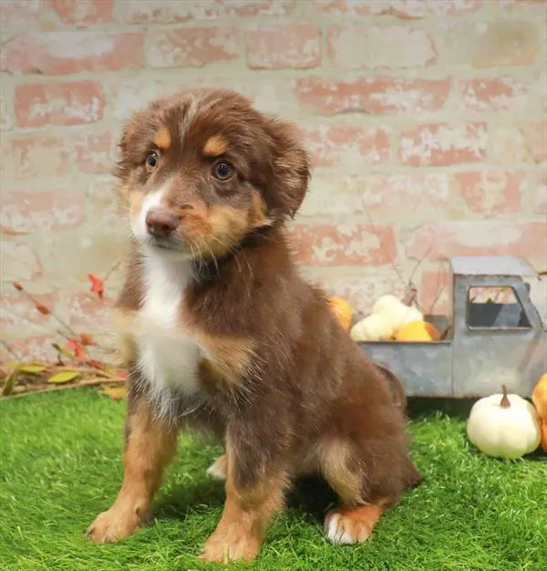 Male Mini Aussie puppy named Buckeye for sale at Waggles Dayton.