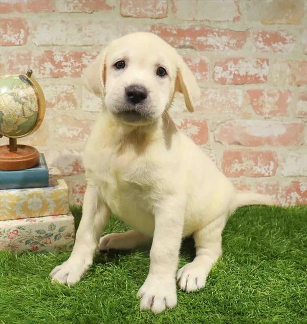 Male Labrador Retriever puppy for sale at Waggles Dayton.