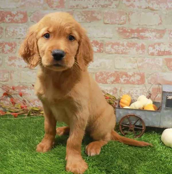 Male Golden Retriever puppy named Pecan for sale at Waggles Dayton.