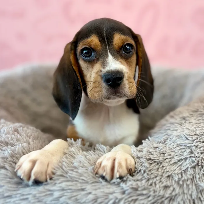 Male Beagle puppy named Biscuit for sale at Waggles Dayton.