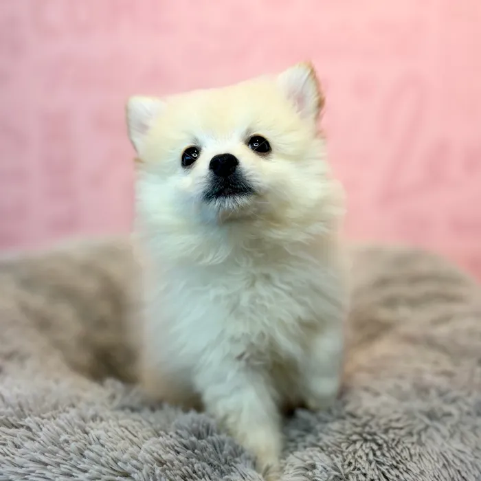 Male Pomeranian puppy named Parmesan for sale at Waggles Dayton.