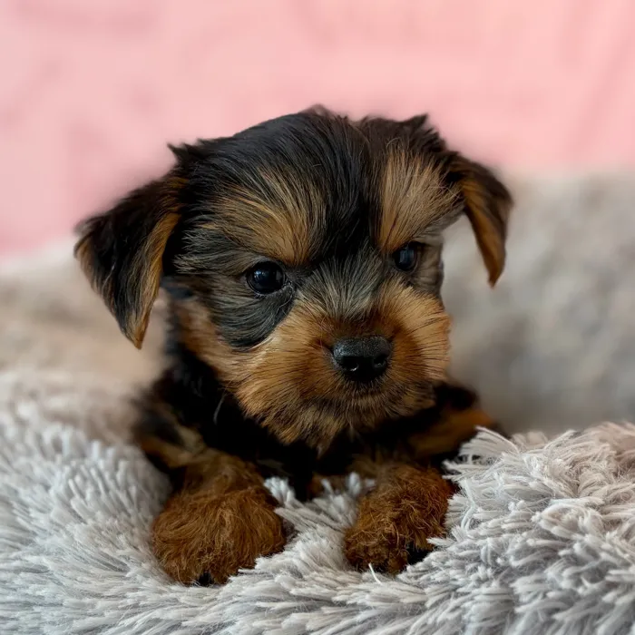 Male Yorkie puppy named Lee for sale at Waggles Dayton.