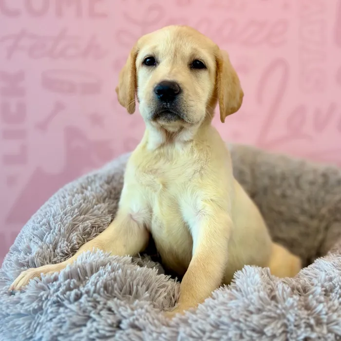 Female Labrador Retriever puppy named Ruby for sale at Waggles Dayton.
