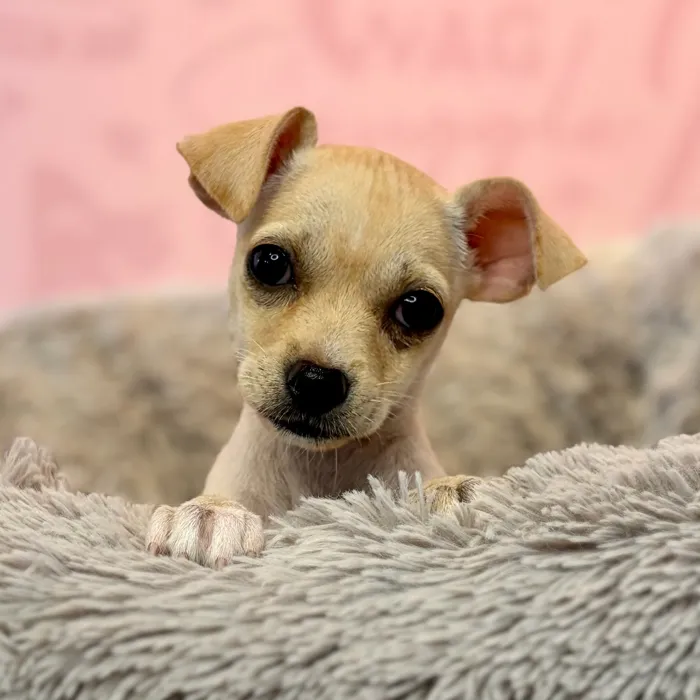 Female Chihuahua puppy named Molly for sale at Waggles Dayton.