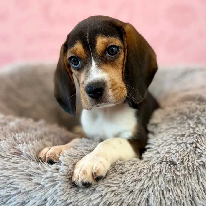 Male Beagle puppy named Biscuit for sale at Waggles Dayton.