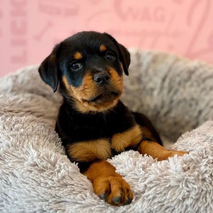 Female Rottweiler puppy named Caroline for sale at Waggles Dayton.