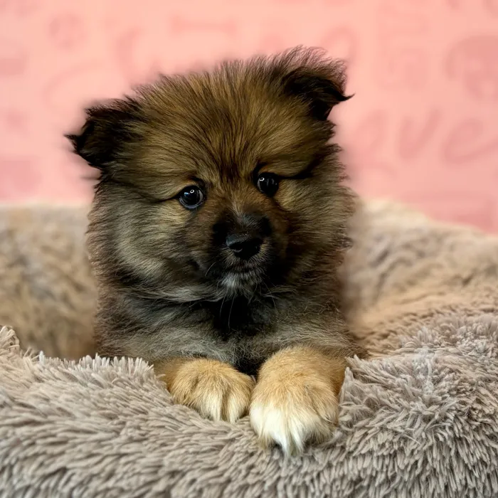 Male Pomeranian puppy named Hagrid for sale at Waggles Dayton.
