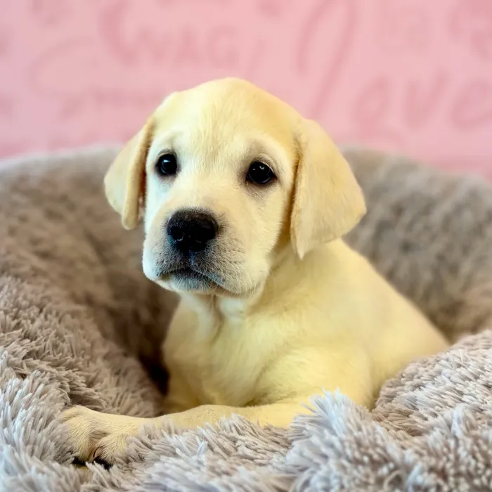 Male Labrador Retriever puppy named Max for sale at Waggles Dayton.