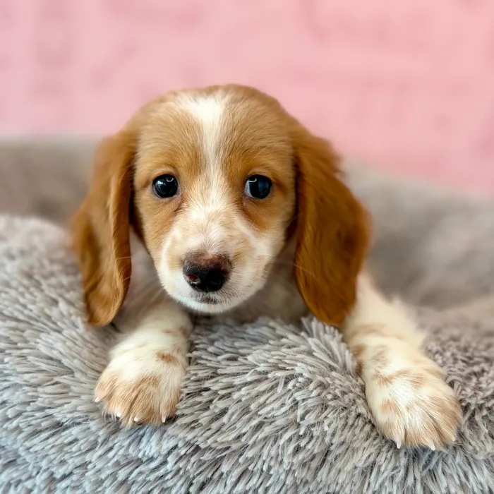 Male Dachshund puppy named Candy Corn for sale at Waggles Dayton.