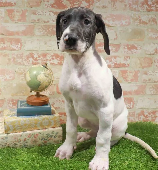 Female Great Dane puppy for sale at Waggles Dayton.
