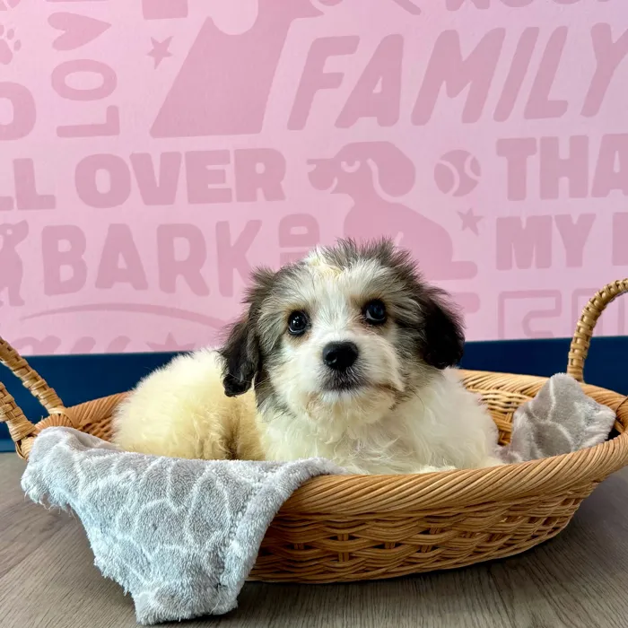 Male Bichon Frise-Papillon puppy named Porkchop for sale at Waggles Dayton.