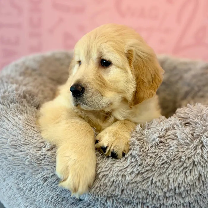 Female Golden Retriever puppy named Hocus for sale at Waggles Dayton.
