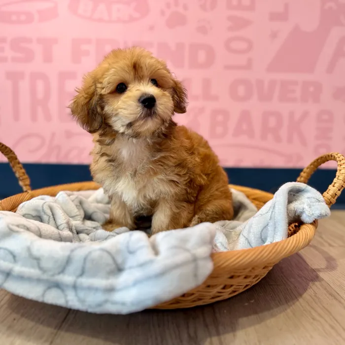 Male Yochon puppy named Damian for sale at Waggles Dayton.