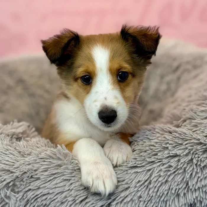 Male Sheltie puppy named Ron for sale at Waggles Dayton.
