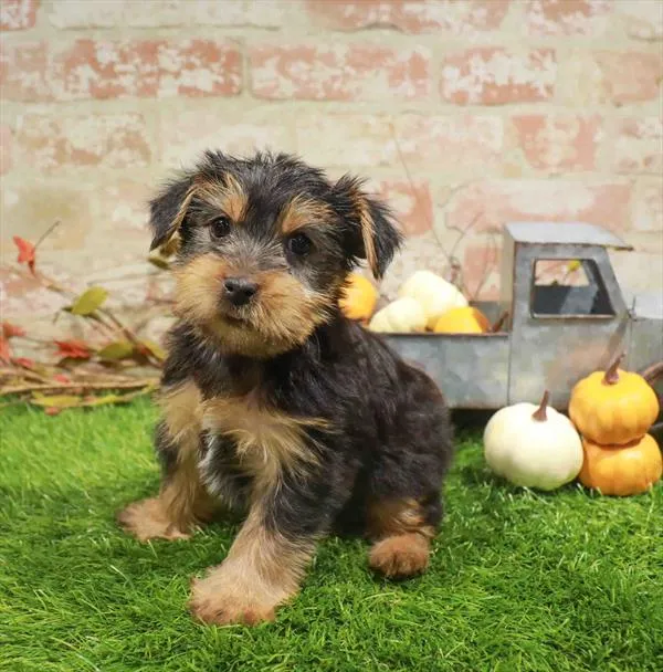 Male Yorkie puppy named Graham for sale at Waggles Dayton.