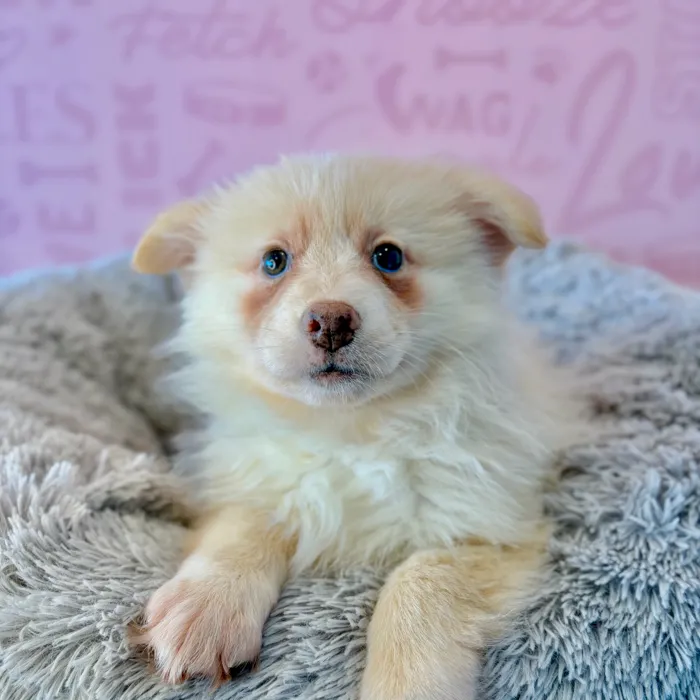 Female Pomsky puppy named Muffin for sale at Waggles Dayton.