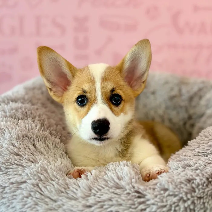 Male Pembroke Welsh Corgi puppy named Vincent for sale at Waggles Dayton.
