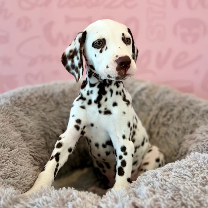 Female Dalmatian puppy named Freckles for sale at Waggles Dayton.