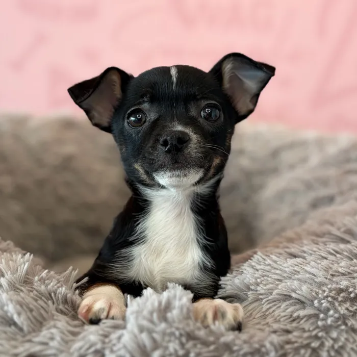 Male Chihuahua puppy named Binx for sale at Waggles Dayton.
