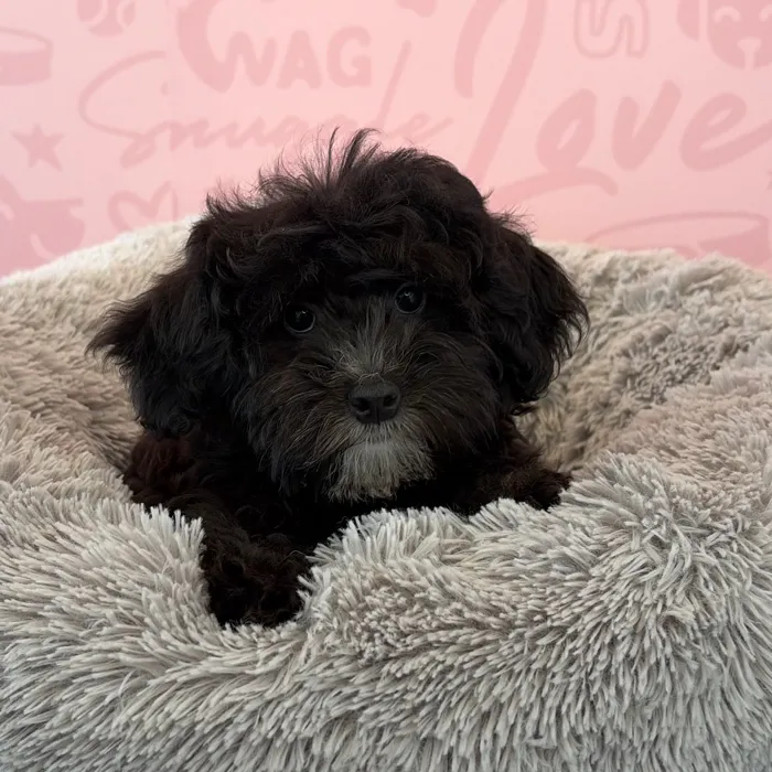 Female 2Nd Gen Mini Bernadoodle puppy named Chelsea for sale at Waggles Dayton.