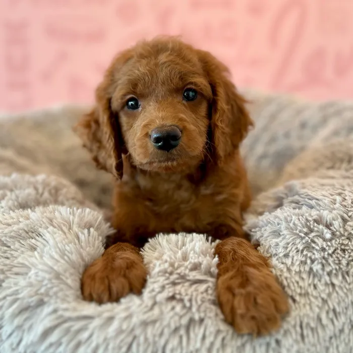 Male Mini Goldendoodle puppy named Biscuit for sale at Waggles Dayton.