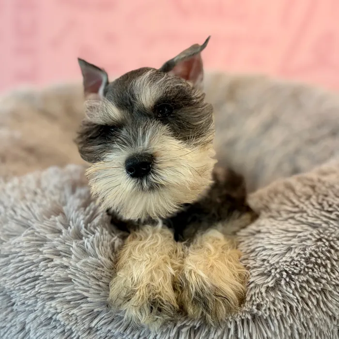 Female Mini Schnauzer puppy named Mabel for sale at Waggles Dayton.