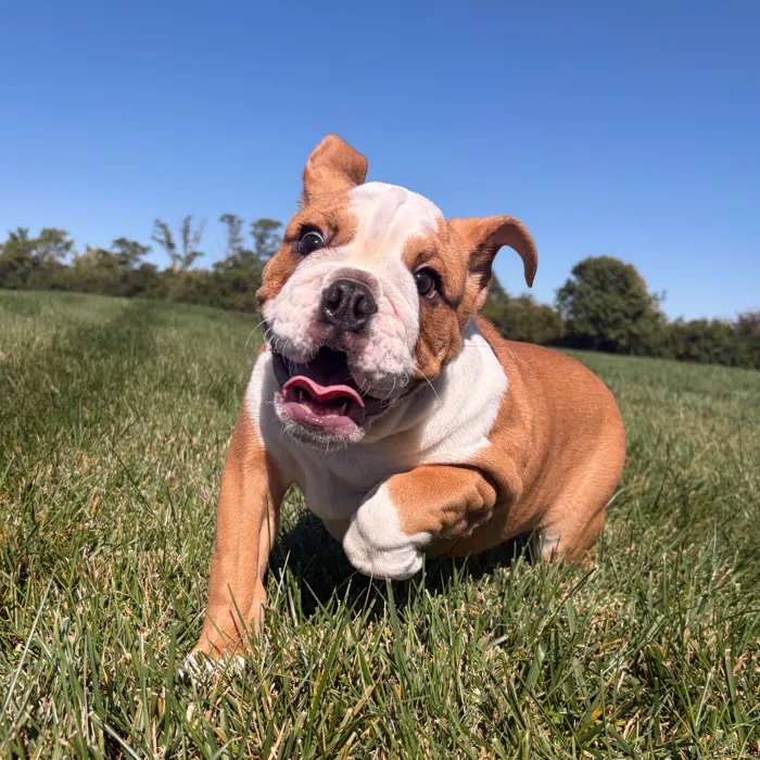 Female English Bulldog puppy named Fiona for sale at Waggles Dayton.