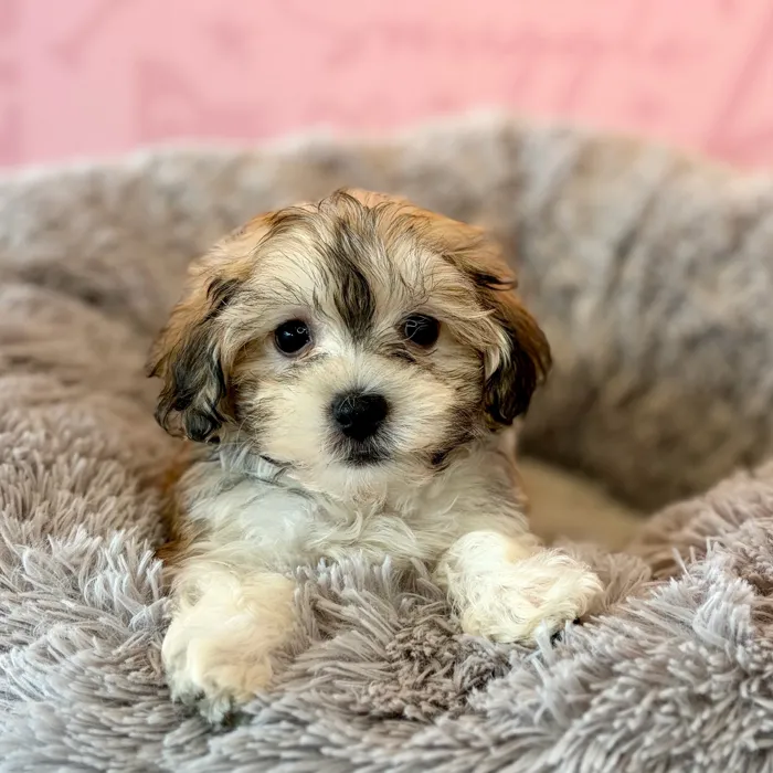 Female Maltese-Havanese puppy named Boo for sale at Waggles Dayton.