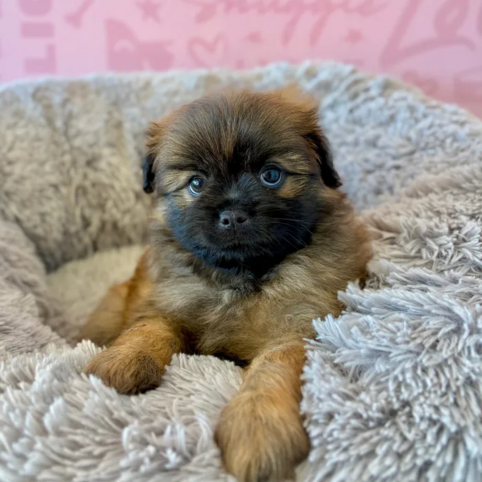 Male Shiranian puppy named Honey Bun for sale at Waggles Dayton.