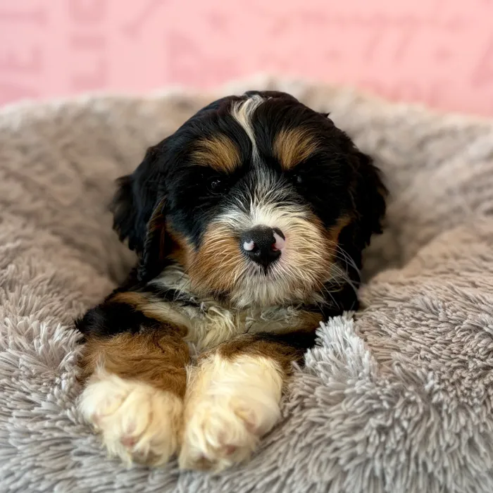 Male 2Nd Gen Mini Bernadoodle puppy named Casper for sale at Waggles Dayton.
