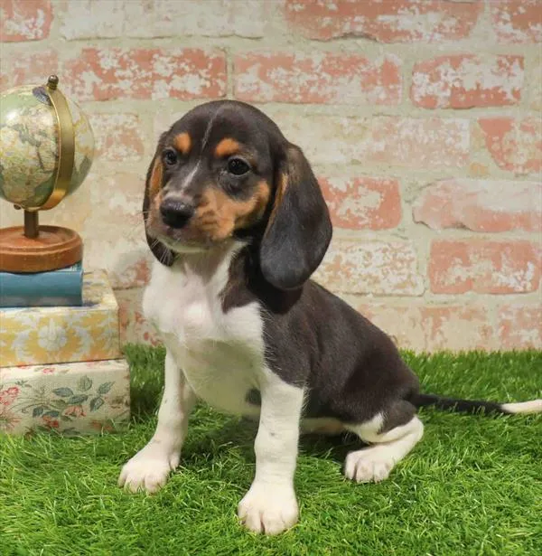 Male Beagle puppy for sale at Waggles Dayton.