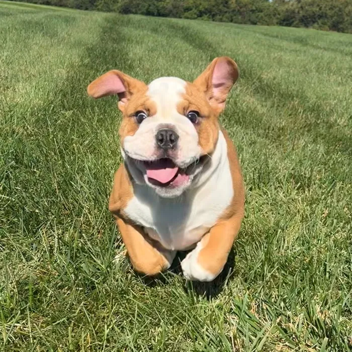 Female English Bulldog puppy named Fiona for sale at Waggles Dayton.