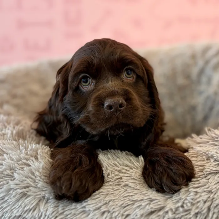 Female Cocker Spaniel puppy named Nutmeg for sale at Waggles Dayton.