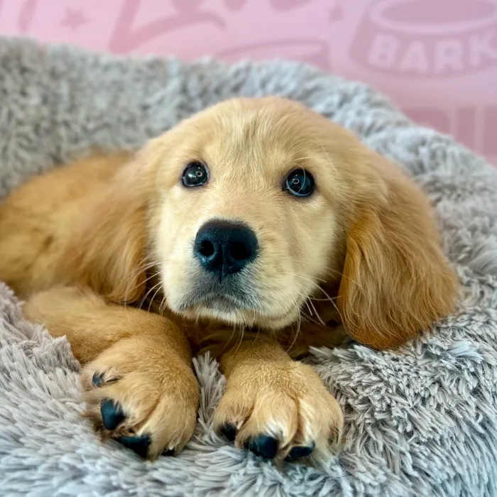Male Golden Retriever puppy named Hopper for sale at Waggles Dayton.