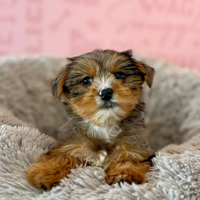 Female Yorkie puppy named Pumpkin for sale at Waggles Dayton.