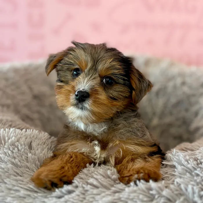 Female Yorkie puppy named Pumpkin for sale at Waggles Dayton.