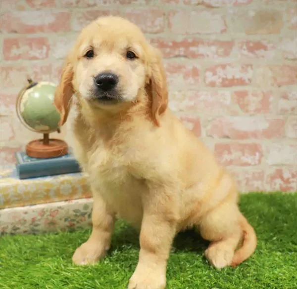Female Golden Retriever puppy named Honey Crisp for sale at Waggles Dayton.