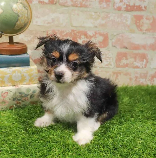 Male Chorkie puppy for sale at Waggles Dayton.