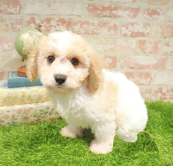 Male Cavachon puppy named Cypress for sale at Waggles Dayton.