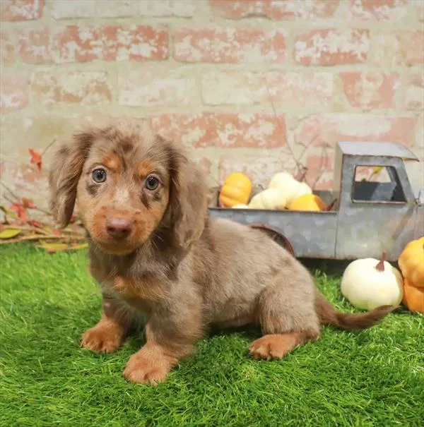 Male Dachshund puppy named Cocoa for sale at Waggles Dayton.